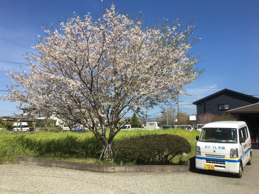 桜満開20190404