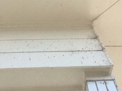 外壁に虫の糞がついてしまった